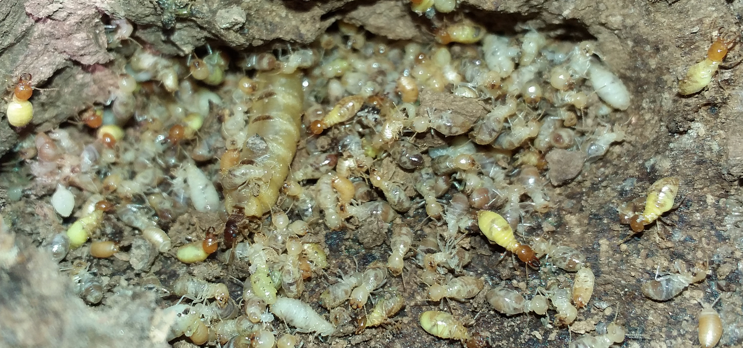 Cách Diệt Mối Trong Tường Nhà Tận Gốc An Toàn Hiệu Quả 8 Côn trùng cắn, vết thương nhỏ nhưng mối hiểm họa khó lường