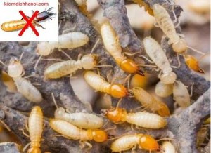 Cách Diệt Mối Trong Tường Nhà Tận Gốc An Toàn Hiệu Quả 11 Top 16 cách diệt mối sinh học hiệu quả tận gốc tại nhà