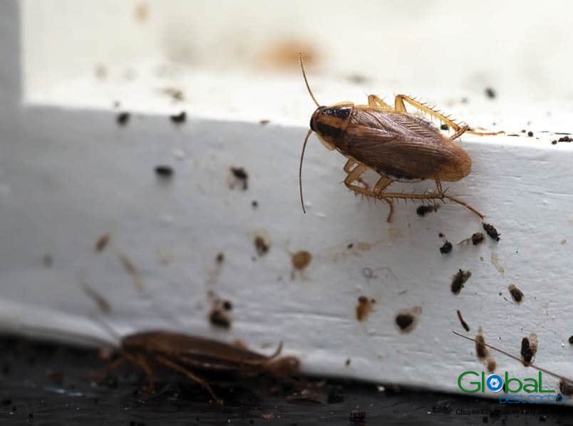 Làm thế nào để xử lý và thoát khỏi mùi gián?