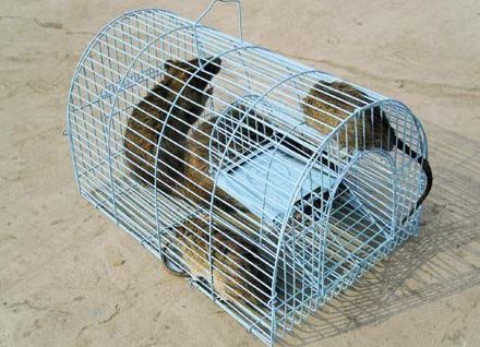 10 Cách Đuổi Chuột Chù Ra Khỏi Nhà An Toàn Tận Gốc 12 Bẫy chuột cống bằng phương pháp gì đơn giản nhất