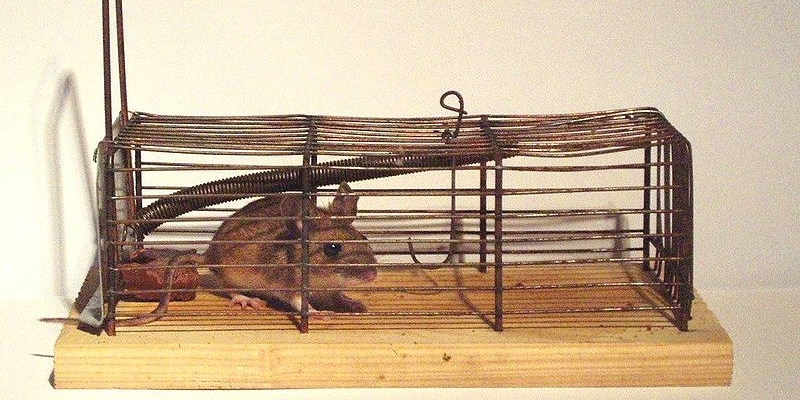 10 Cách Đuổi Chuột Chù Ra Khỏi Nhà An Toàn Tận Gốc 7 Cách sử dụng bẫy chuột hình chữ nhật