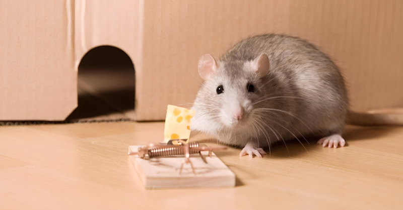 Cách Đuổi Chuột Vĩnh Viễn Ra Khỏi Nhà An Toàn Hiệu Quả 13 Cách làm bẫy chuột đơn giản tại nhà mà bạn không thể bỏ qua