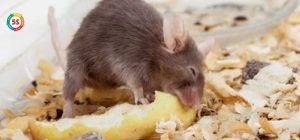 Lựa chọn thức ăn bẫy chuột nào hiệu quả và tiết kiệm