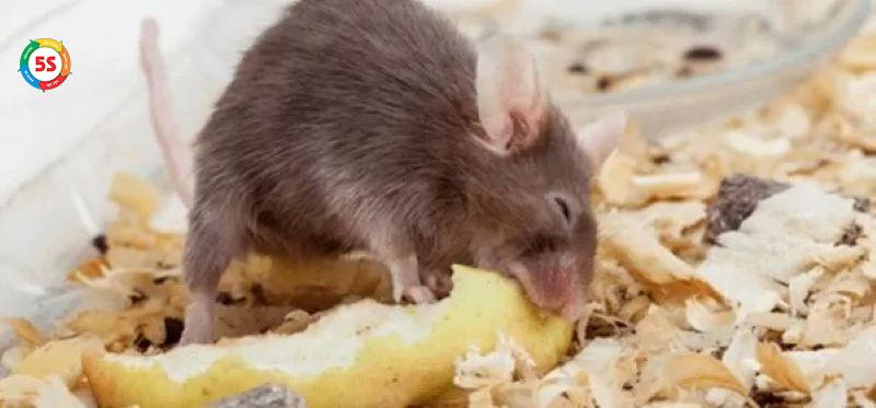 Cách Đuổi Chuột Vĩnh Viễn Ra Khỏi Nhà An Toàn Hiệu Quả 7 Lựa chọn thức ăn bẫy chuột nào hiệu quả và tiết kiệm