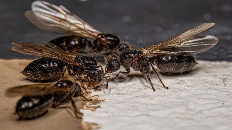 Cách Đuổi Kiến Cánh Tại Nhà Tận Gốc An Toàn Hiệu Quả 11 Bỏ túi 3 cách đuổi kiến cánh ra khỏi nhà cực đơn giản