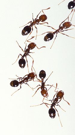 15 Cách Đuổi Kiến Lửa Tận Gốc An Toàn Và Hiệu Quả Nhất 8 Kiến lửa – Wikipedia tiếng Việt