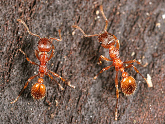 15 Cách Đuổi Kiến Lửa Tận Gốc An Toàn Và Hiệu Quả Nhất 11 Myrmica rubra – Wikipedia tiếng Việt
