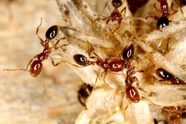 15 Cách Đuổi Kiến Lửa Tận Gốc An Toàn Và Hiệu Quả Nhất 12 Kiến Lửa Đỏ