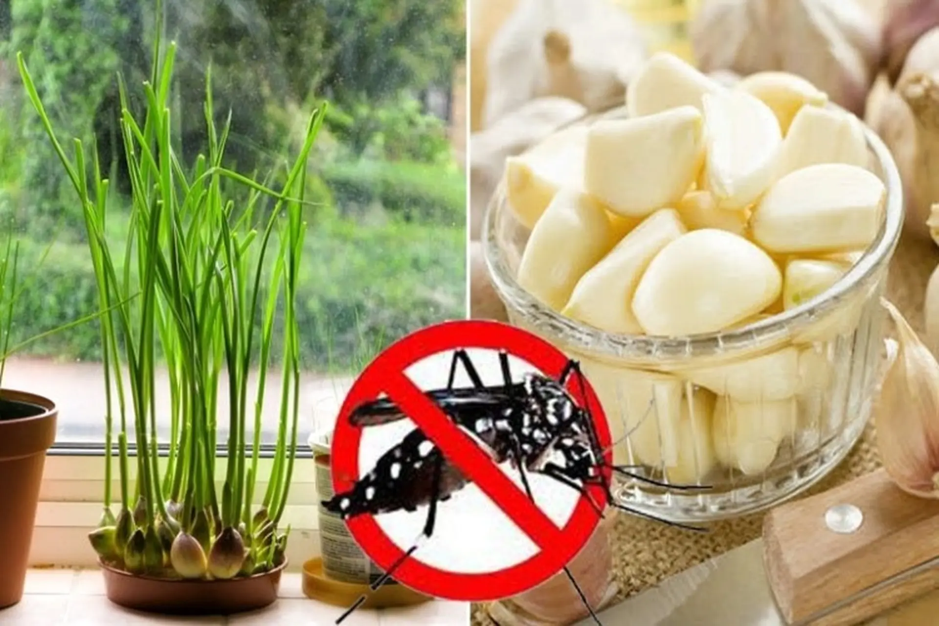 6 Cách Đuổi Muỗi Bằng Tỏi Tại Nhà Đơn Giản An Toàn 11 Hướng dẫn cách đuổi muỗi bằng tỏi ít tốn kém, hiệu quả cao