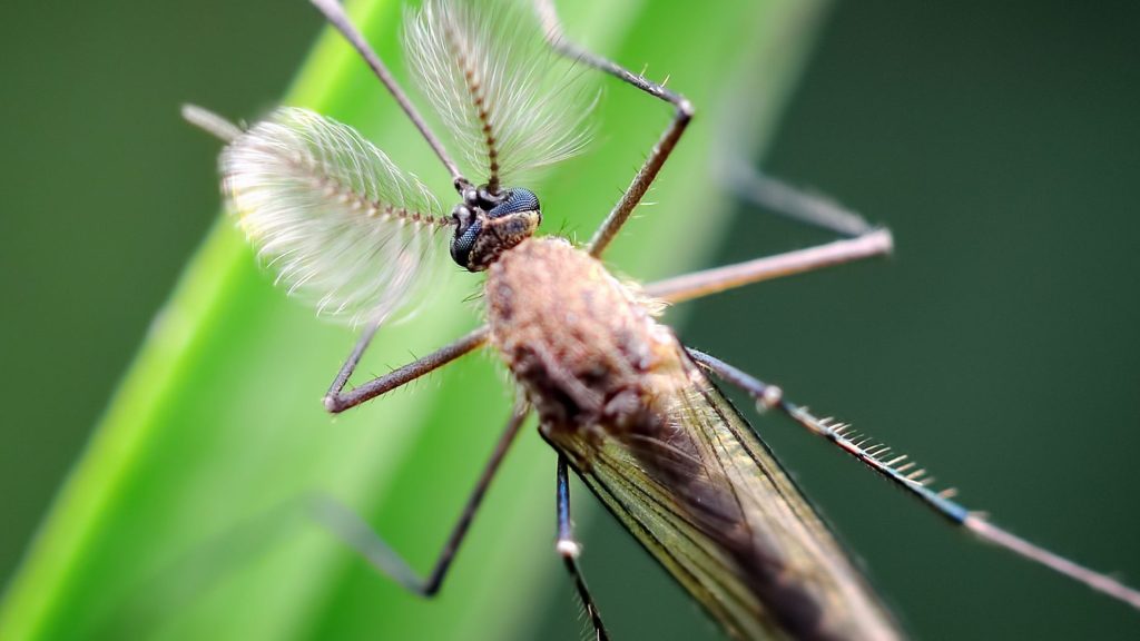 15 Cách Đuổi Và Diệt Muỗi Tận Gốc Hiệu Quả Ngay Tại Nhà 7 Muỗi đực có hút máu không? Phòng ngừa bệnh lây truyền do muỗi