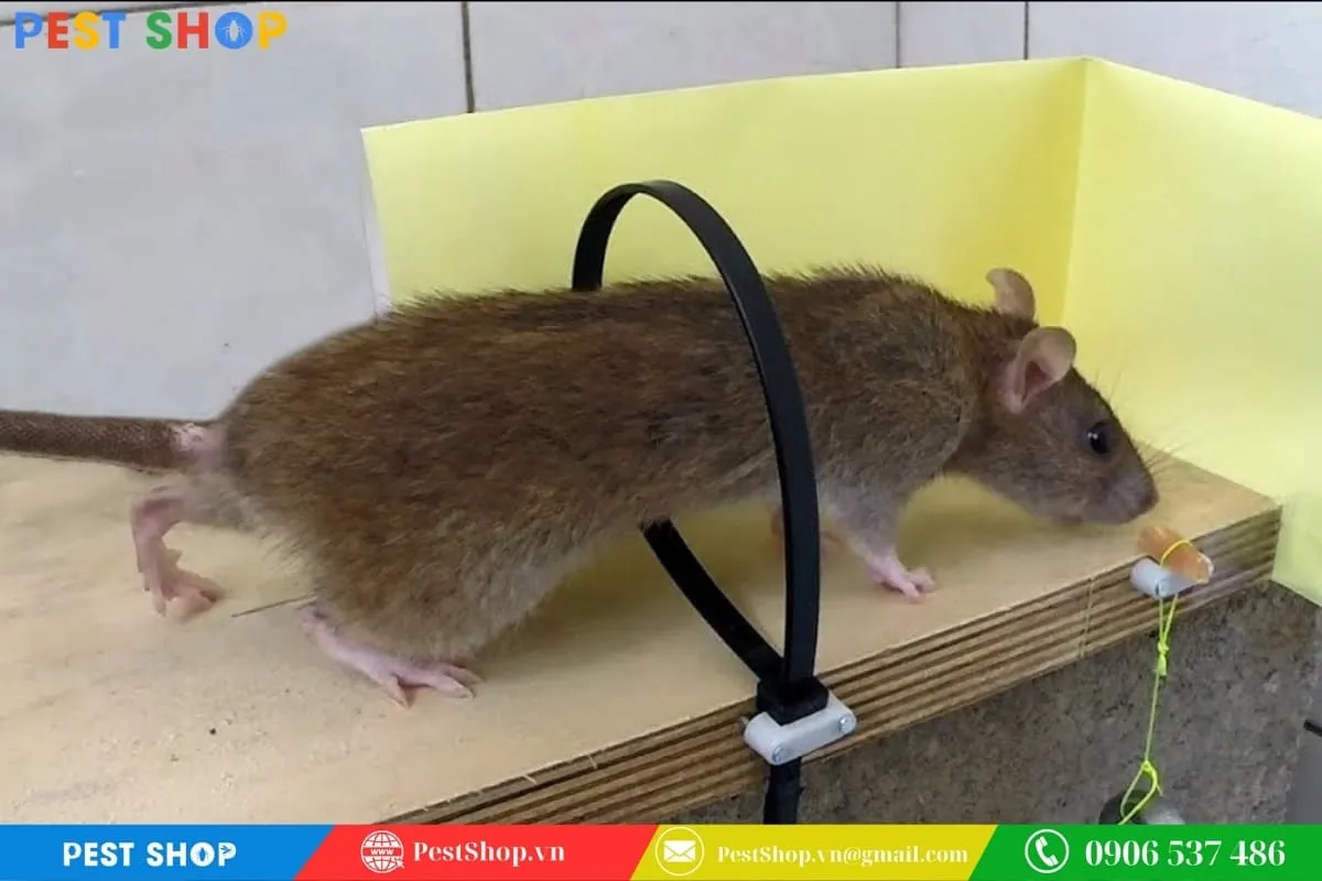 Cách Loại Bỏ Chuột Trên Trần Nhà Vĩnh Viễn Và An Toàn 8 Cách Làm Bẫy Chuột Tại Nhà Hiệu Quả Và An Toàn Tuyệt Đối - Shophamstergiare.com