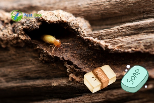 Cách Phân Biệt Mối Đất Và Mối Gỗ Chi Tiết Chính Xác 12 Bị mối cắn có sao không? Giải đáp lo lắng cho bạn