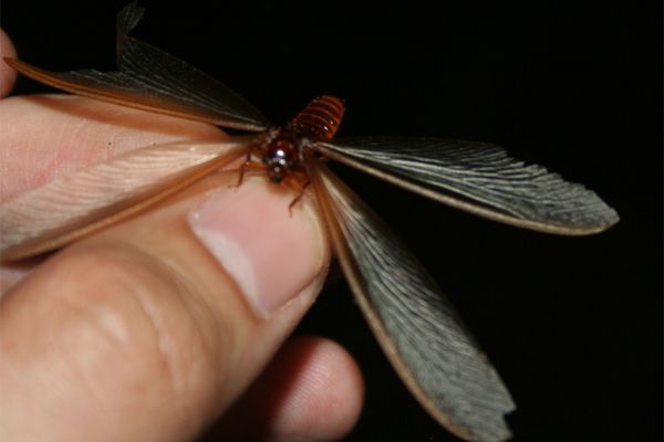 Cách Phân Biệt Mối Đất Và Mối Gỗ Chi Tiết Chính Xác 8 Cách diệt mối cánh trong nhà đơn giản hiệu quả và nhanh chóng