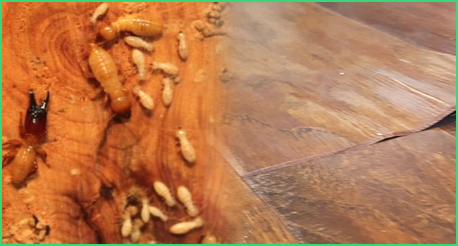 Cách Phân Biệt Mối Đất Và Mối Gỗ Chi Tiết Chính Xác 9 Những cách diệt mối chúa tại nhà – Phương pháp diệt mối tận gốc