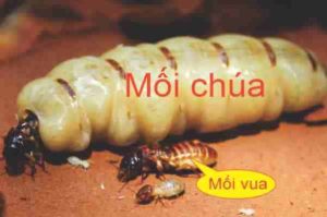 Loài mối - Tìm hiểu loài mối, mối chúa, cách diệt mối