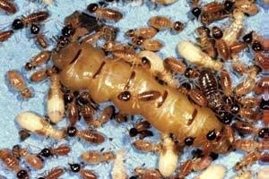 MỐI VÀ PHƯƠNG PHÁP PHÒNG TRỪ MỐI