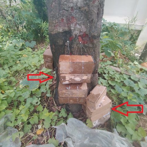 Tổ mối trong vườn tốt hay xấu, hướng dẫn cách diệt tổ mối trong vườn