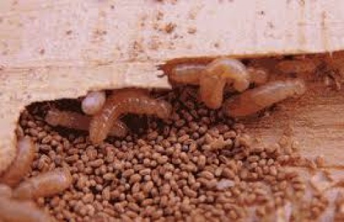 Cách Sử Dụng Thuốc Diệt Mối Dạng Bột An Toàn Hiệu Quả 12 Mối gỗ, cách diệt mối gỗ khô và mối gỗ ẩm tận gốc tại nhà hiệu quả