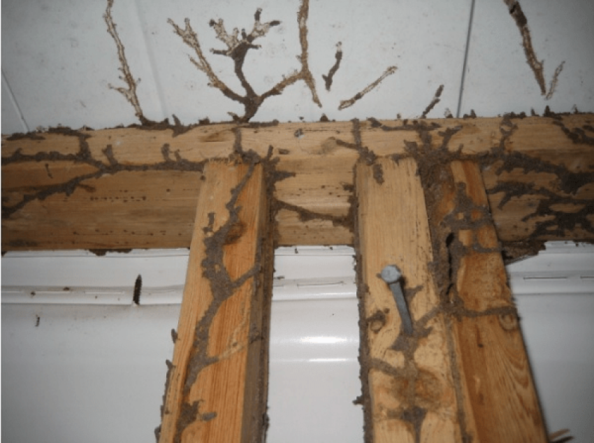 Cách Tìm Tổ Mối Trong Nhà Với 5 Dấu Hiệu Chính Xác Nhất 9 Bị mối cắn có sao không? Những tác hại của mối - Dịch Vụ Diệt Mối tại Nghệ An - 0911462682