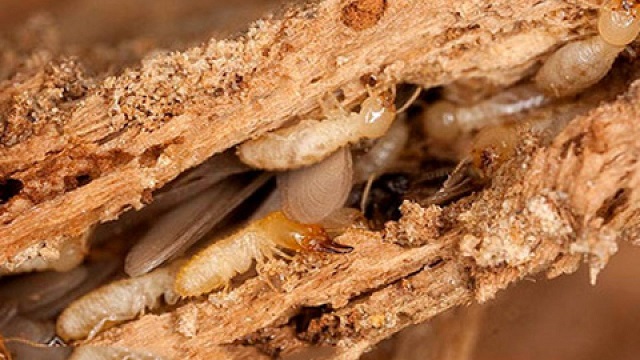 Cách Tìm Tổ Mối Trong Nhà Với 5 Dấu Hiệu Chính Xác Nhất 10 5 cách xử lý gỗ chống mối mọt không phải ai cũng biết 2025