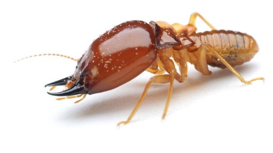 Cách Tìm Tổ Mối Trong Nhà Với 5 Dấu Hiệu Chính Xác Nhất 12 Nguyên nhân và cách xử lý gỗ bị mối mọt - Nội Thất Greenfurni