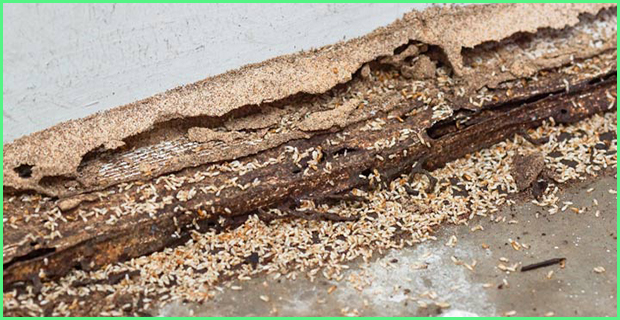 Cách Tìm Tổ Mối Trong Nhà Với 5 Dấu Hiệu Chính Xác Nhất 13 Tại sao loài mối ăn được gỗ? Phương pháp ngăn ngừa, tiêu diệt mối