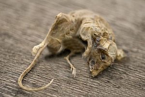 Bạn đã biết cách tìm chuột chết nhanh chóng hay chưa?