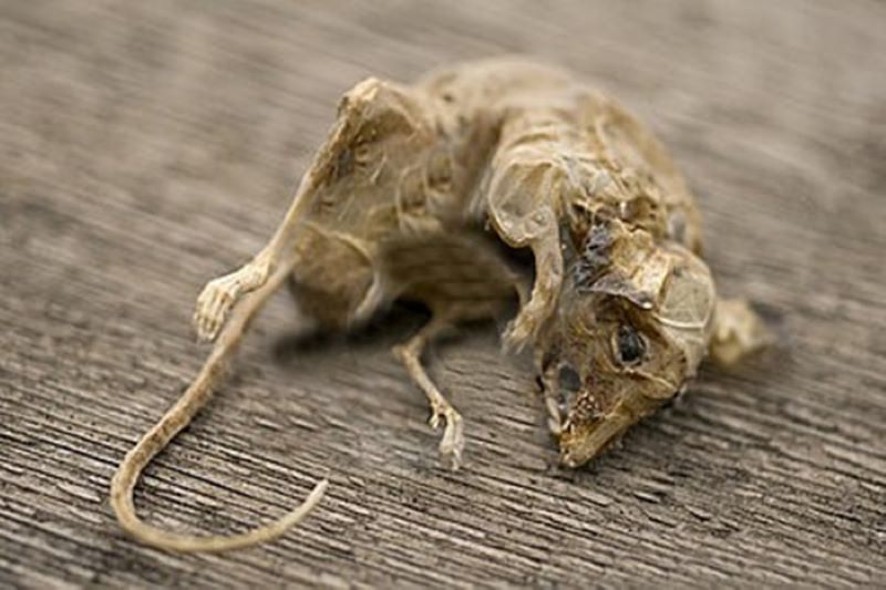 Cách Tìm Xác Chuột Chết Trong Nhà Và Xử Lý An Toàn 7 Bạn đã biết cách tìm chuột chết nhanh chóng hay chưa?