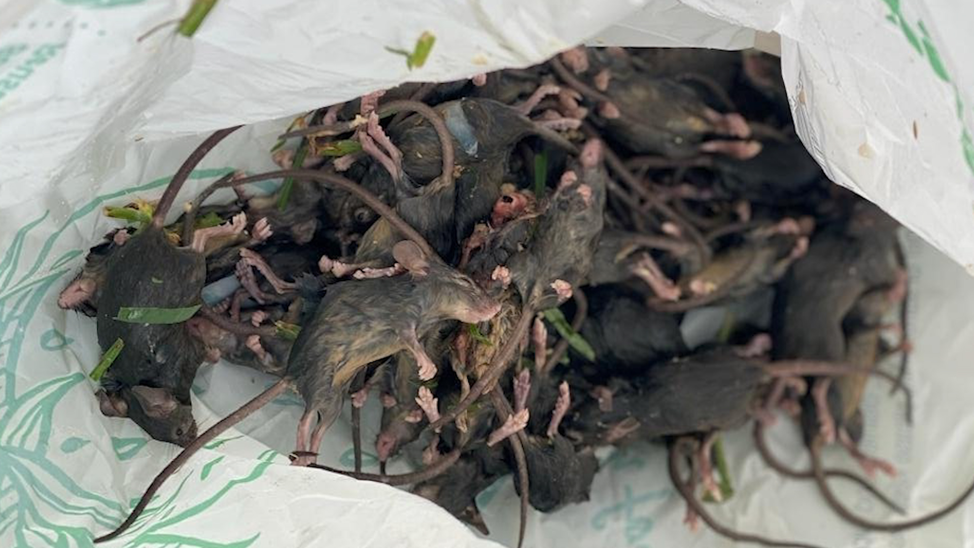 Cách Tìm Xác Chuột Chết Trong Nhà Và Xử Lý An Toàn 13 Nhìn đâu cũng thấy chuột, nông dân Úc tuyệt vọng than khổ