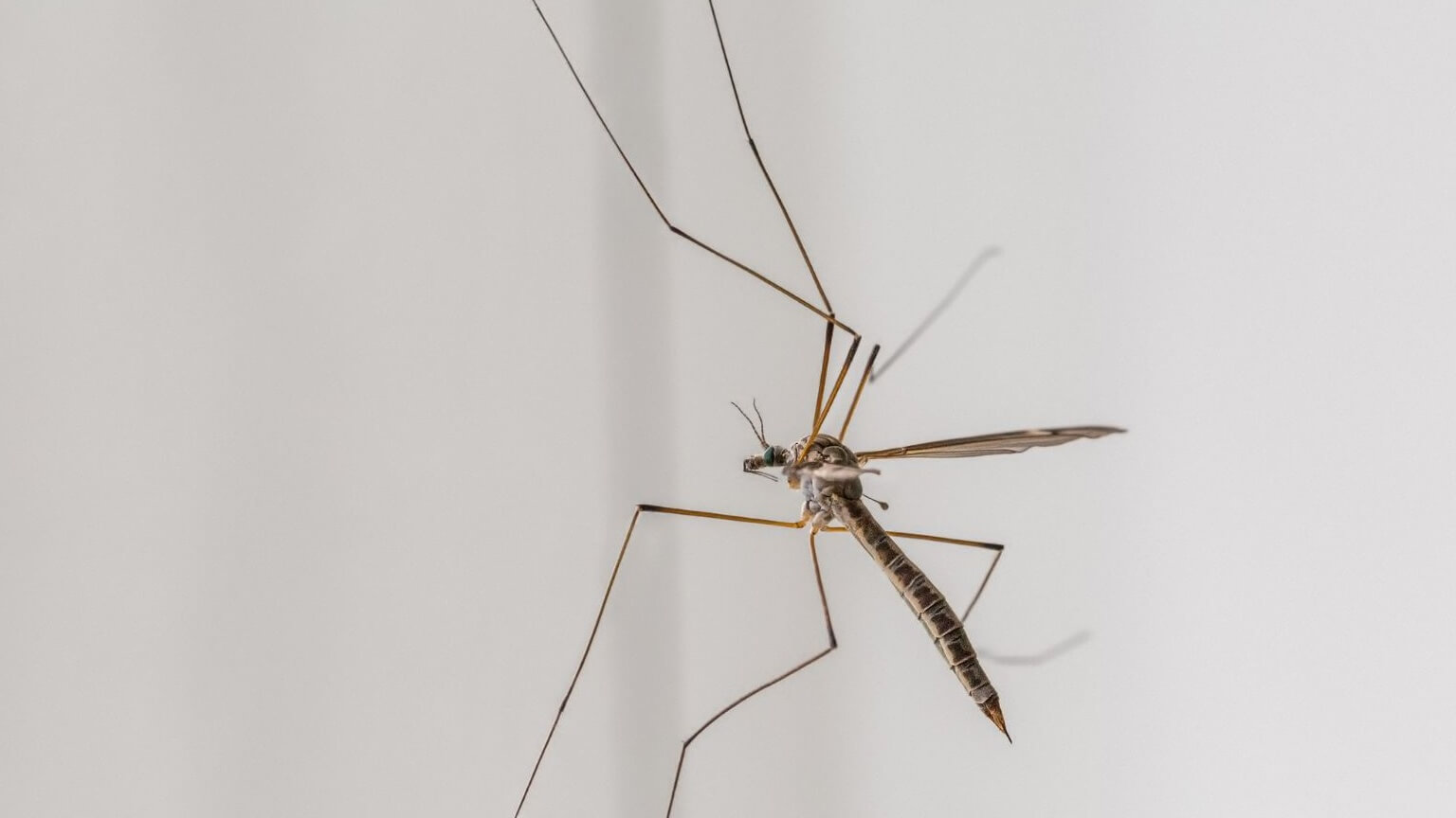 Muỗi chân dài: Sự thật bất ngờ và cách bảo vệ gia đình bạn