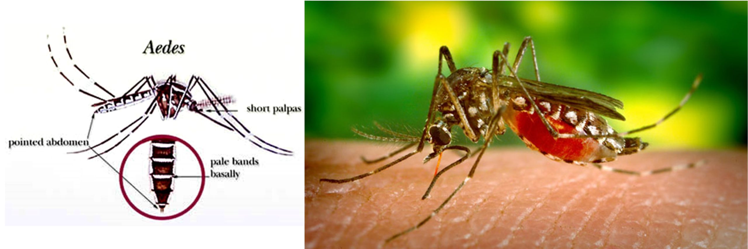 Cấu Tạo Cơ Thể Của Muỗi Và Cách Diệt Trừ Tận Gốc 9 MUỖI AEDES