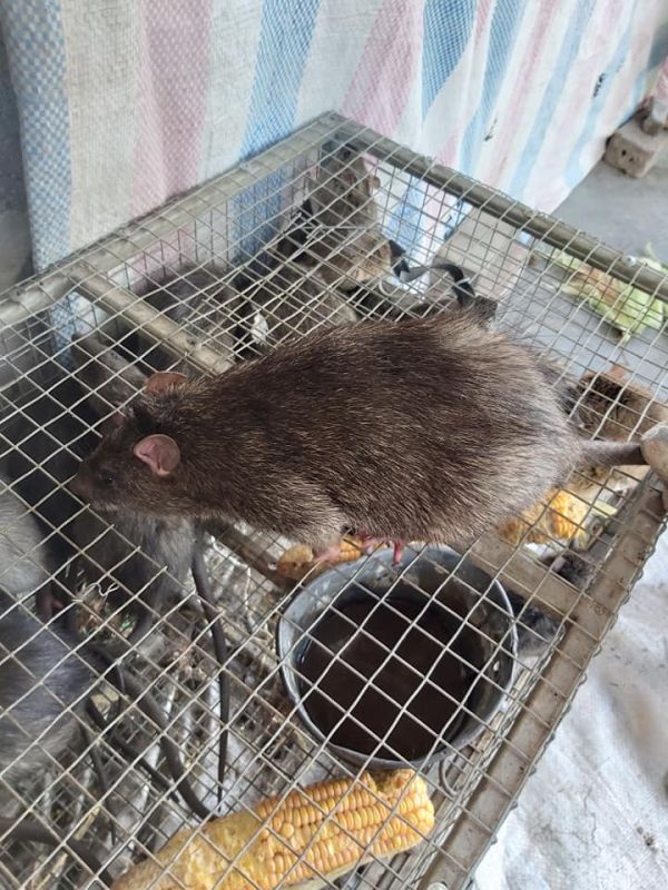 Chuột cống nhum đặc sản độc lạ nức danh miền Tây