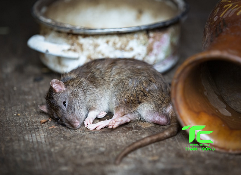 Cách diệt chuột cống lang bằng bẫy đơn giản tại nhà