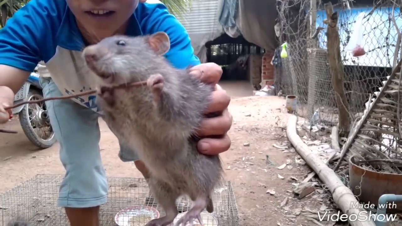 chuột cống nhum nuôi từ nhỏ cực kỳ khôn(Breeding mice are too smart) -  YouTube