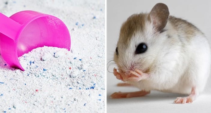 Chuột Sợ Mùi Gì Nhất Và 10 Mùi Hương Đuổi Chuột Hiệu Quả 11 Cách đuổi chuột bằng bột giặt có thực sự hiệu quả như lời đồn? - Ecoair Việt Nam