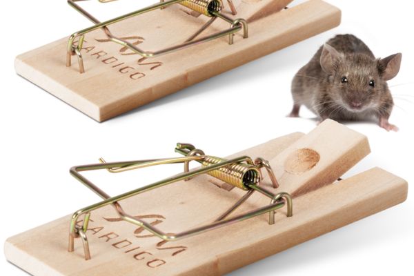 Chuột Thích Ăn Mồi Gì Nhất Và 7 Loại Mồi Nhử Hiệu Quả 11 Chuột thích ăn gì nhất? Các loại mồi bẫy chuột hiệu quả