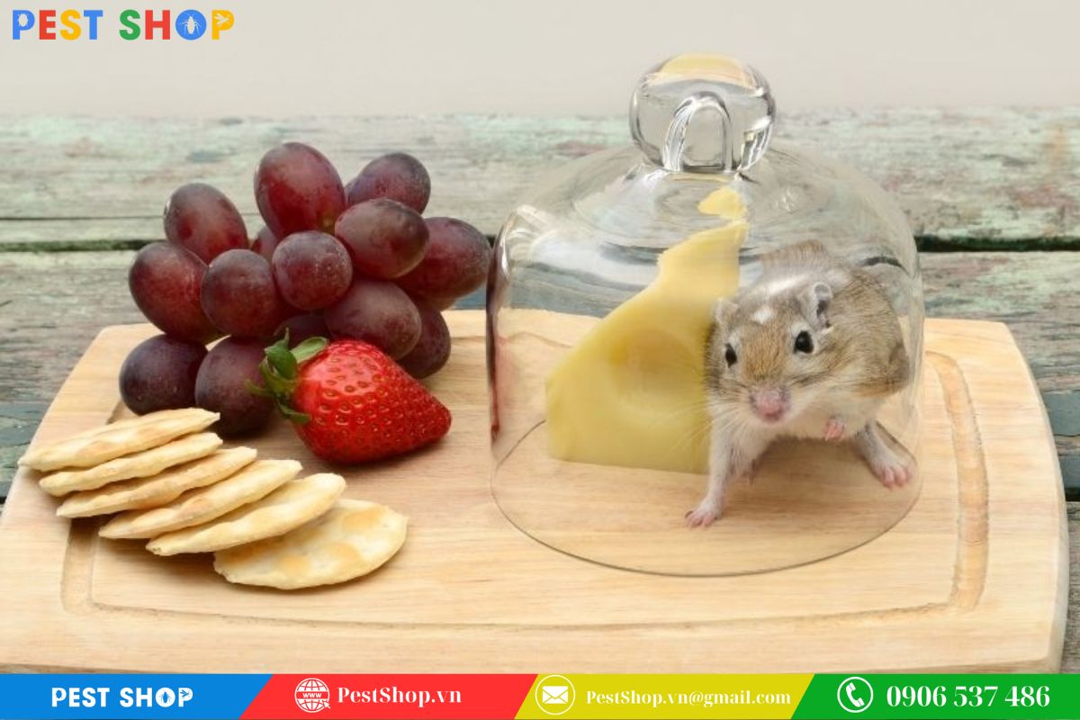 Chuột Thích Ăn Mồi Gì Nhất Và 7 Loại Mồi Nhử Hiệu Quả 12 Tổng hợp 10 loại mồi bẫy chuột hiệu quả, dễ tìm