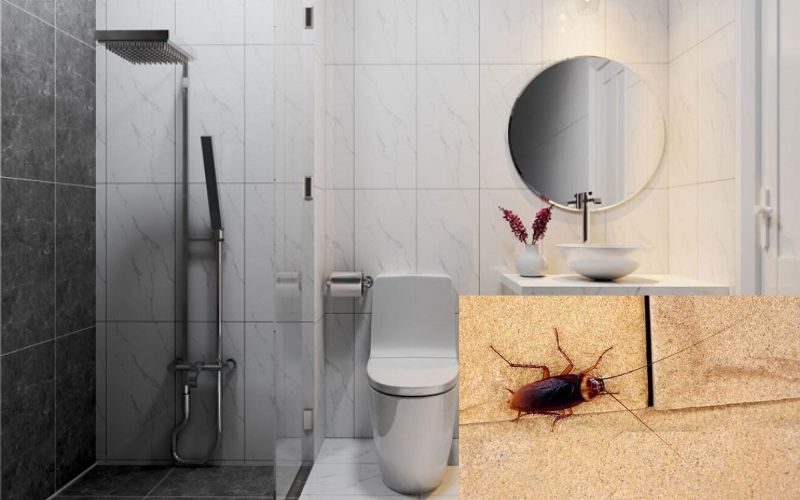 Đặc Điểm Sinh Học Của Loài Gián Sống Dai Và Sinh Sản Nhanh 10 Bí quyết loại bỏ mùi hôi gián trong nhà tắm