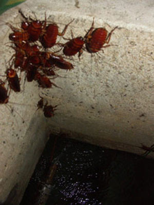 Đặc Điểm Sinh Học Của Loài Gián Sống Dai Và Sinh Sản Nhanh 12 Gián - nỗi kinh hoàng của sức khỏe con người | Giáo dục Việt Nam