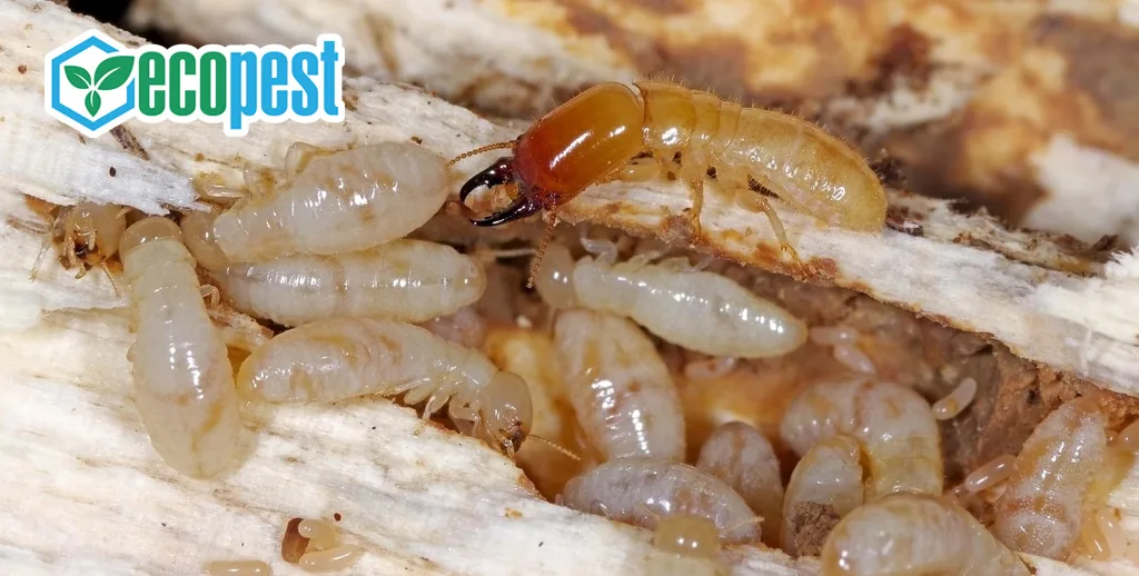 Đặc Điểm Sinh Học Của Loài Mối Và Các Thông Tin Chi Tiết 10 TOP 4 loài Mối phá hoại đồ gỗ trong nhà【Cách diệt hiệu quả】