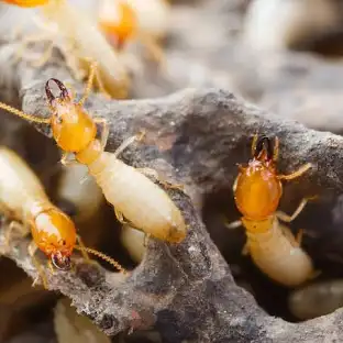 Đất Tổ Mối Có Tác Dụng Gì Giải Đáp Chi Tiết Từ Chuyên Gia 7 Kinh nghiệm chia sẽ từ 1 người trong ngành xử lý mối - mọt gỗ cho mọi người. | Viết bởi tanloc1191