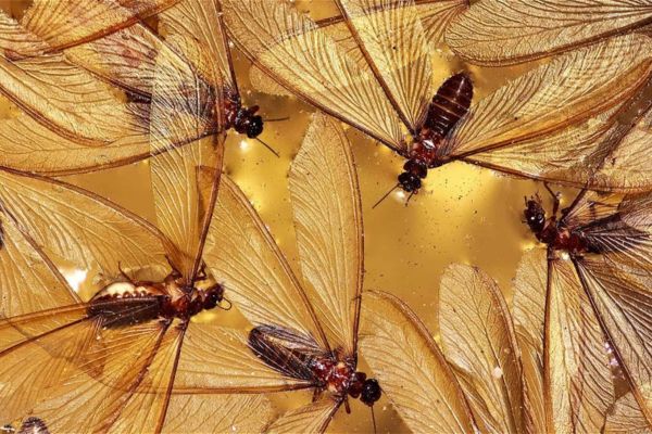 Đất Tổ Mối Có Tác Dụng Gì Giải Đáp Chi Tiết Từ Chuyên Gia 13 Cách diệt mối cánh trong nhà đơn giản hiệu quả và nhanh chóng