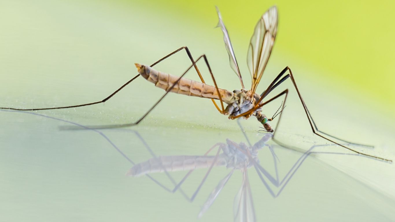 Đèn Bắt Muỗi Có Hiệu Quả Không Giải Đáp Từ Chuyên Gia 5 Muỗi sống được bao lâu trong điều kiện môi trường tự nhiên?