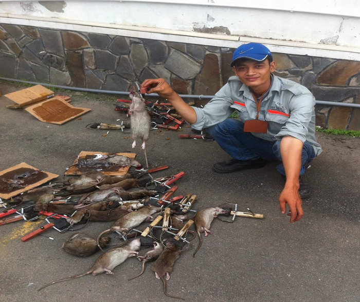 Dịch Vụ Diệt Chuột Tận Gốc Tại TPHCM An Toàn Theo Chuẩn IPM 29 Công ty diệt chuột - Dịch vụ diệt chuột tận gốc cho Nhà máy & Hộ gia đình