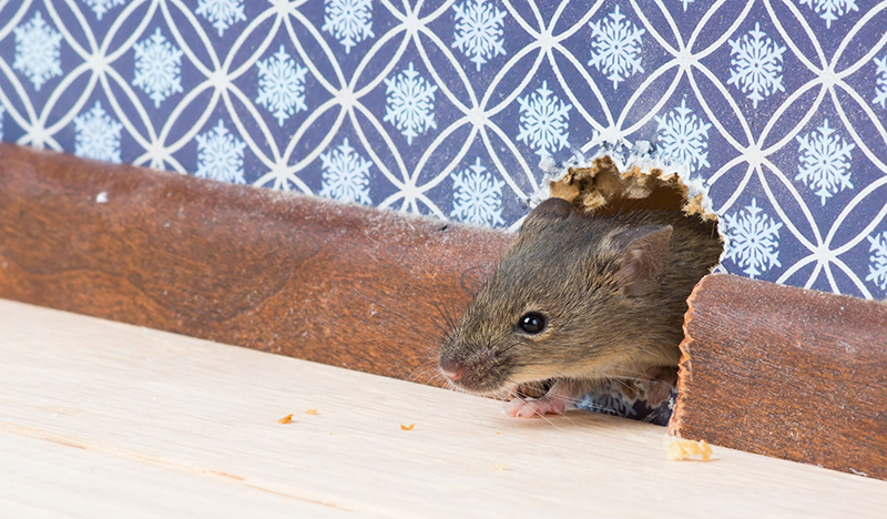 Dịch Vụ Diệt Chuột Tận Gốc Tại TPHCM An Toàn Theo Chuẩn IPM 21 12 cách đuổi chuột khỏi nhà, phòng trọ vô cùng hiệu quả