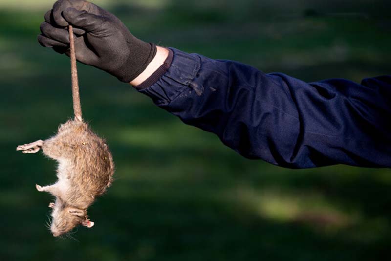 Dịch Vụ Diệt Chuột Tận Gốc Tại TPHCM An Toàn Theo Chuẩn IPM 18 Dịch vụ diệt chuột tại nhà