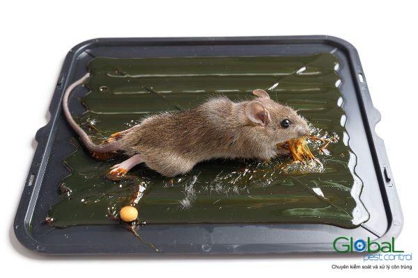 Dịch Vụ Diệt Chuột Tận Gốc Tại TPHCM An Toàn Theo Chuẩn IPM 27 10 Biện Pháp Diệt Chuột Hiệu Quả Để Bảo Vệ Nhà Máy