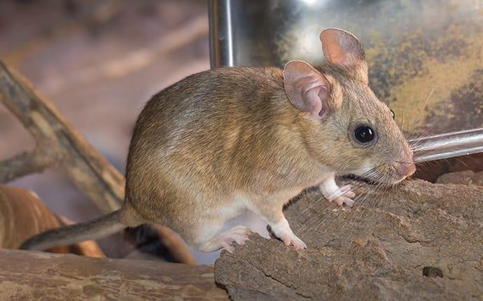 Dịch Vụ Diệt Chuột Tận Gốc Tại TPHCM An Toàn Theo Chuẩn IPM 26 Chuột cống sinh sôi và hoành hành tại thủ đô Washington của Mỹ | Vietnam+ (VietnamPlus)