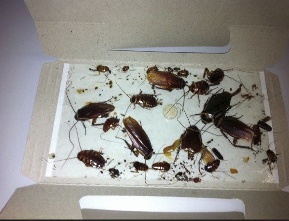 Với 5 cách diệt gián này, sau 1 thời gian bạn có muốn nhìn thấy gián trong  nhà cũng khó