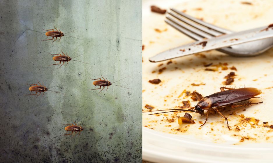 Cảnh Báo Ổ Gián Trong Nhà Có Thể Gây Hại Cho Sức Khỏe